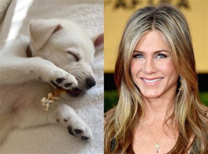 Jennifer Aniston Adopts Adorable Puppy & Reveals He Fell Asleep With A Bone In His Mouth